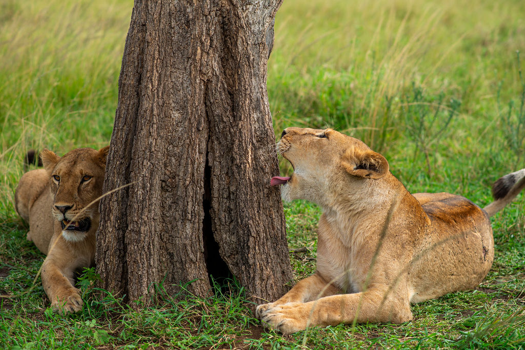6-Day Tanzania Highlights Safari
