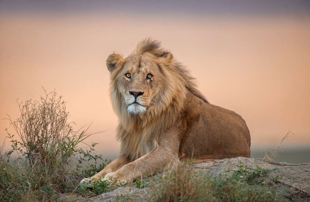 6-Day Tanzania Highlights Safari