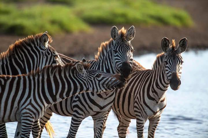 Small Group_7 Days Big 5 Adventure ( Return Airfare)