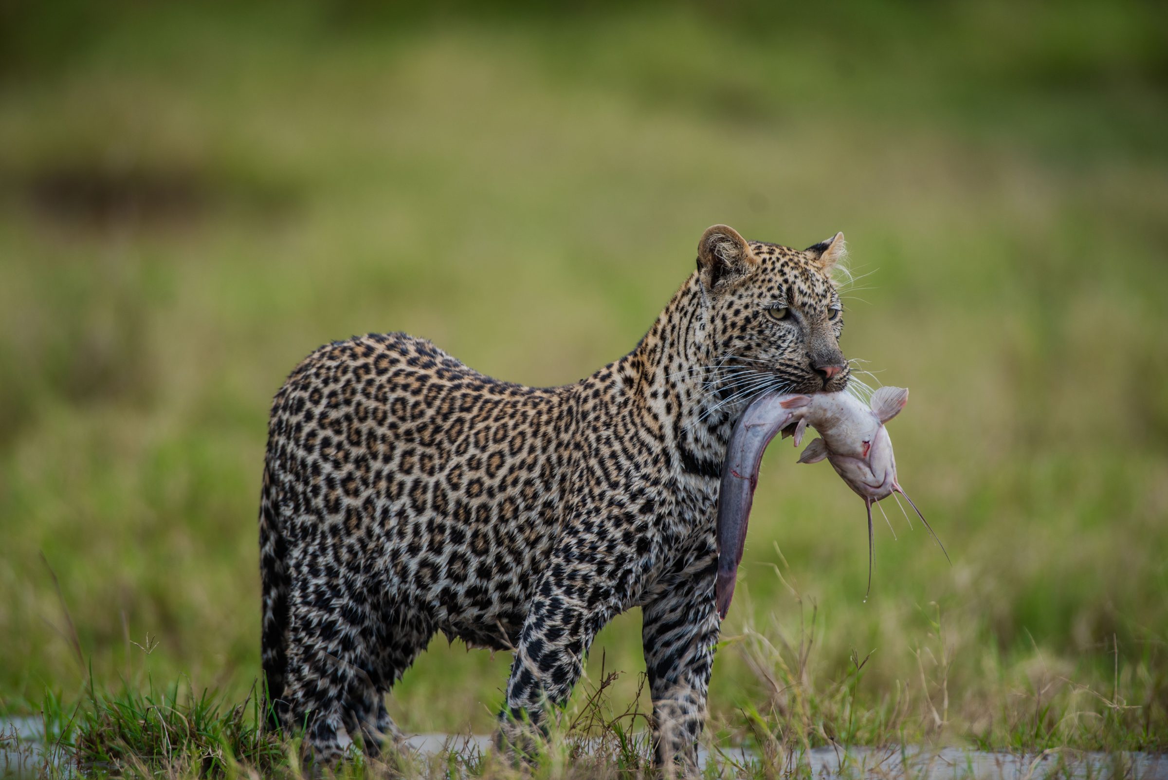 Small Group_ 12 Days Big 5 Adventure & Znz Beach ( Return Airfare)